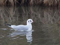 Kokmeeuw / Chroicocephalus ridibundus