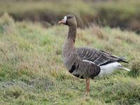 Kolgans / Anser albifrons