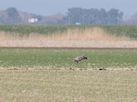 Kraanvogel / Gruidae