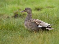 Krakeend / Mareca strepera