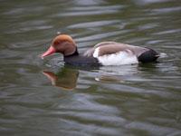 Krooneend / Netta rufina