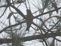 Kruisbek / Loxia curvirostra