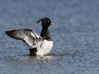 Kuifeend / Aythya fuligula