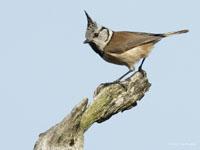 Kuifmees / Lophophanes cristatus