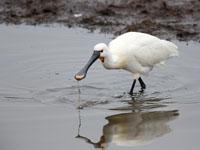 Lepelaar / Platalea leucorodia