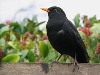 Merel / Turdus merula