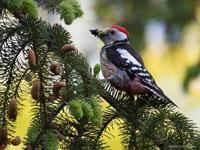Middelste bonte specht / Dendrocoptes medius