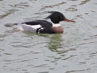 Middelste zaagbek / Mergus serrator