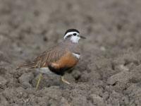 Morinelplevier / Charadrius morinellus