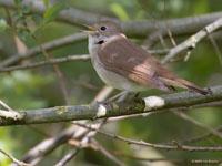 Nachtegaal / Luscinia Megarhynchos