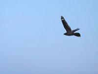 Nachtzwaluw / Caprimulgus europaeus