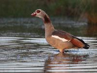 Nijlgans / Alopochen aegyptiaca