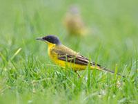 Noordse kwikstaart / Motacilla flava thunbergi