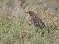 Oeverpieper / Anthus petrosus