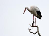 Ooievaar / Ciconia ciconia