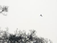 Zwarte wouw / Milvus migrans