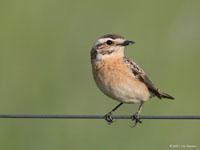 Paapje / Saxicola rubetra