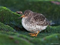 Paarse strandloper / Calidris maritima