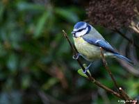 Pimpelmees / Cyanistes caeruleus