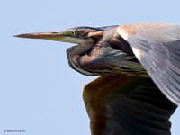 Purperreiger / Ardea purpurea