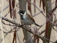 Rietgors / Emberiza schoeniclus