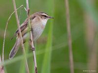 Rietzanger / Acrocephalus schoenobaenus