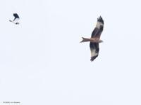 Rode wouw / Milvus milvus