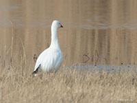 Ross` Gans (Anser rossii)