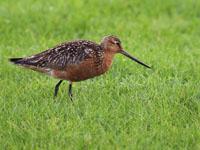 Rosse grutto / Limosa lapponica