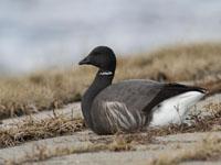 Rotgans / Branta bernicla