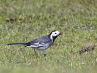 Rouwkwikstaart / Motacilla alba yarrellii