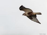 Ruigpootbuizerd / Buteo lagopus