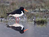 Scholekster / Haematopus ostralegus