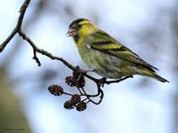 Sijs / Spinus spinus