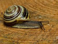 Weekdieren en Ongewervelden