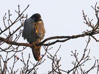 Slechtvalk / Falco peregrinus