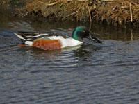 Slobeend / Spatula clypeata