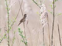 Snor / Locustella luscinioides