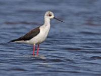 Steltkluut / Himantopus himantopus