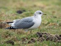 Stormmeeuw / Larus canus