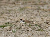 Strandplevier / Anarhynchus alexandrinus