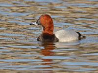 Tafeleend / Aythya ferina