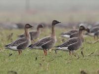 Toendrarietgans / Anser serrirostris