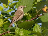 Tuinfluiter / Sylvia borin