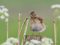 Veldleeuwerik / Alauda arvensis