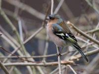 Vink / Fringilla coelebs