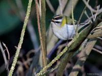 Vuurgoudhaan / Regulus ignicapilla