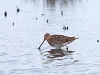 Watersnip / Gallinago gallinago