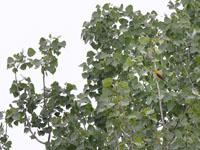 Wielewaal / Oriolus oriolus