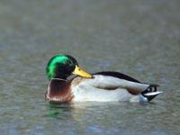 Wilde eend / Anas platyrhynchos